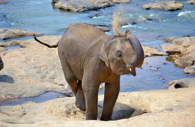 kleine olifant