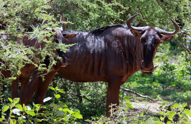 Marakele National Park - Wildebeest