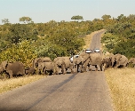 Kruger National Park - Olifanten kudde
