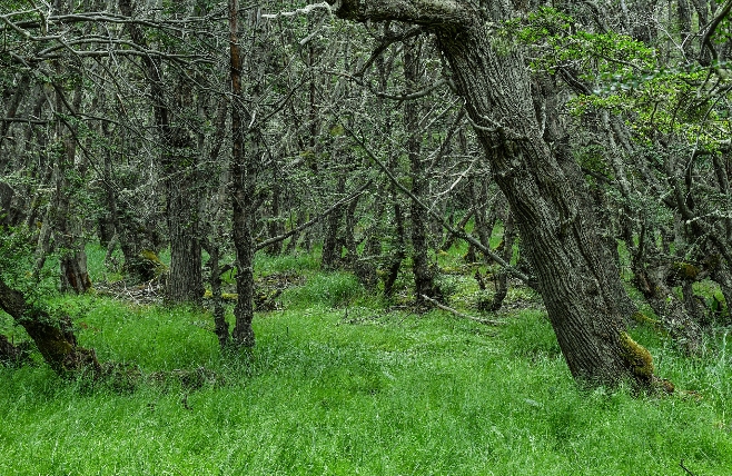 Ushuaia Forest