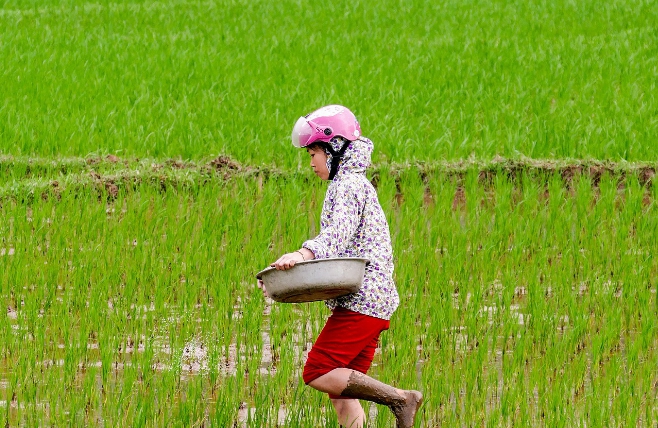 Mai Chau - meisje in rijstveld