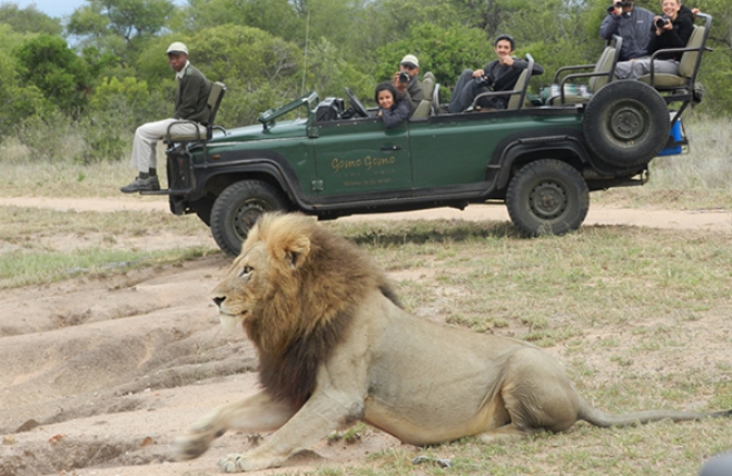 Kruger National Park - Gomo Gomo Game Lodge