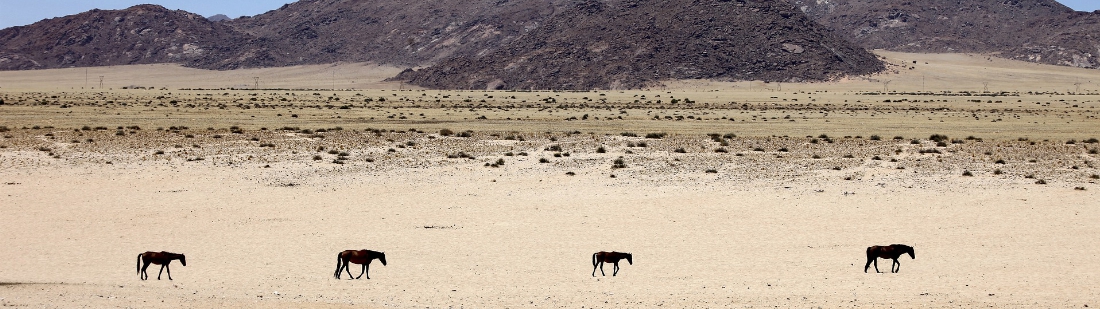 Namibië - Aus - Woestijnpaarden