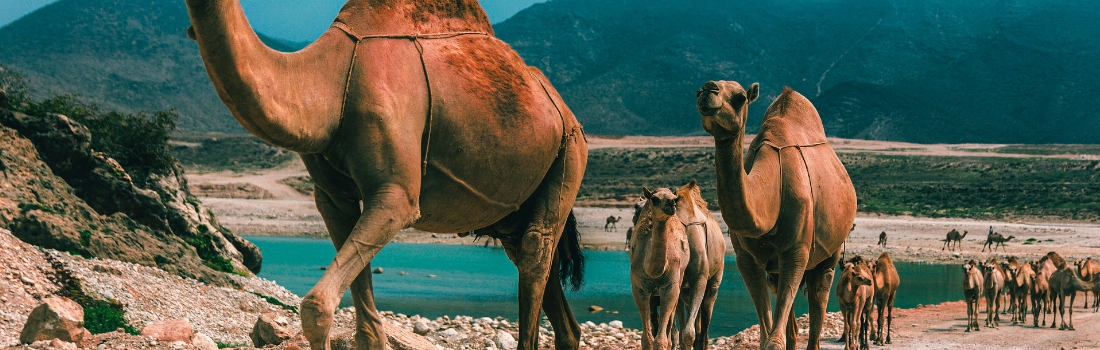 Oman - Camels