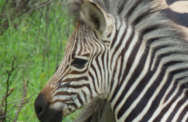 Hluhluwe - zebra