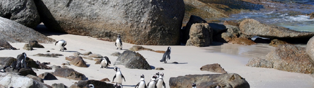 Kaapstad - Pinguins