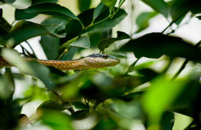 Pantanal slang