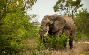 Kruger NP olifant