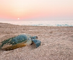 Klassiek Oman met privégids - Schildpad