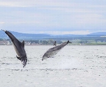 Dolfijnen Cruise Inverness
