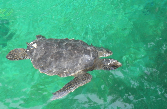 Seaworld schildpad