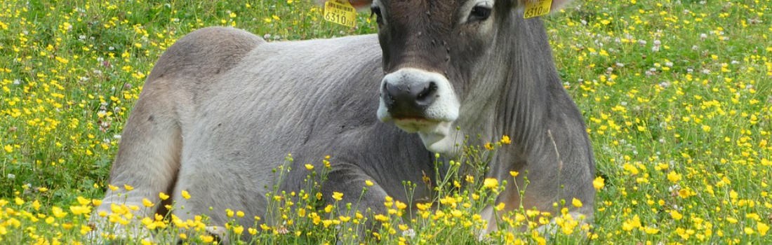 Oostenrijk koe