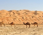 Avontuurlijk off-road door Oman - Camels