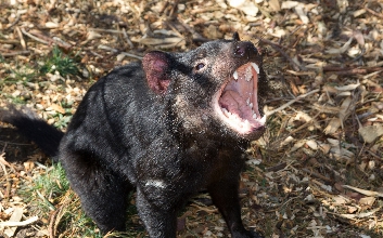 Tasmanië  - Tasmaanse duivel