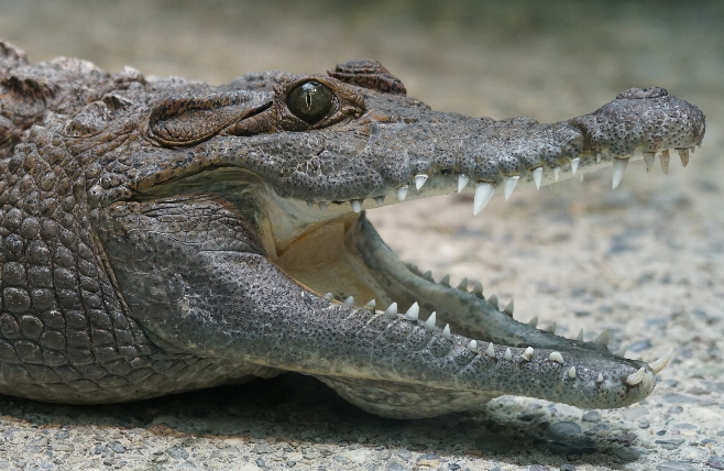 Pantanal - krokodil 