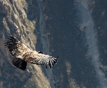 Peru - Condor