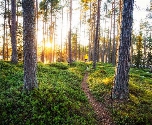 Natuur & steden, Finland langs kampeerhutten - Bossen