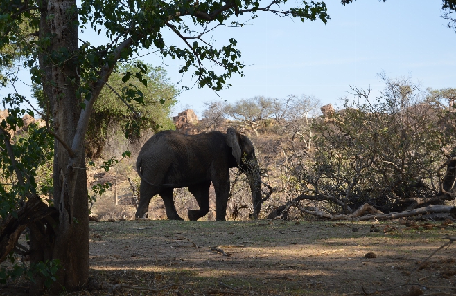 Mapungubwe National Park - Olifant