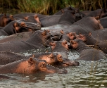 Kruger NP Nijlpaarden
