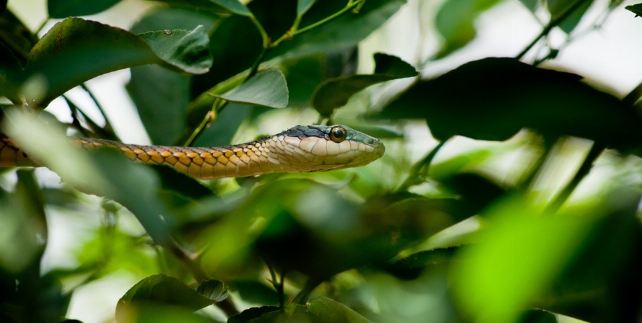 Pantanal slang