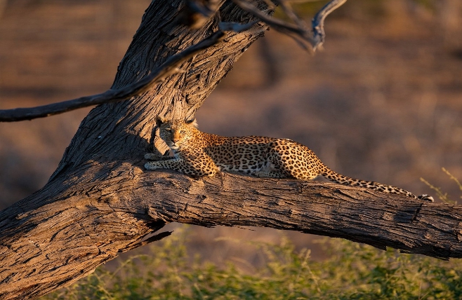 Animals Chobe National Park