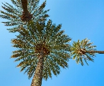 palmbomen