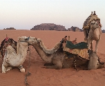 Wadi Rum - kameel
