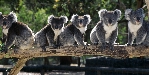Koala's