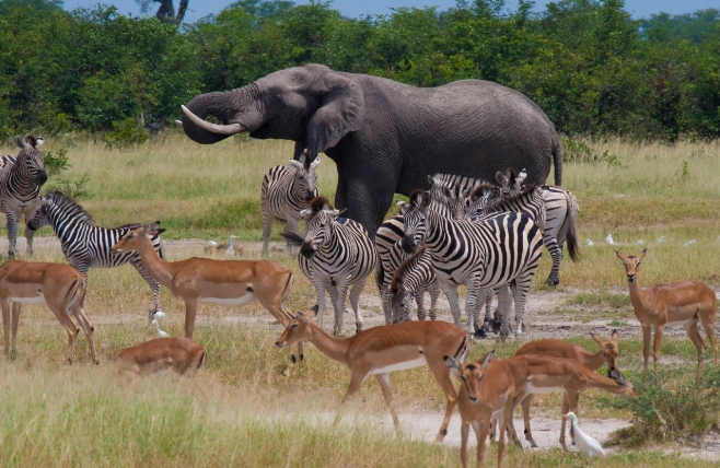 Animals Chobe National Park