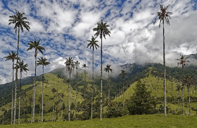 colombia valley cocora