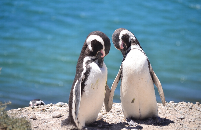 Puerto Madryn Pinguin