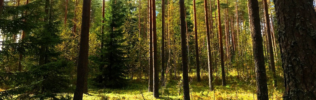 Finland - Bos landschap