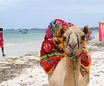 strand kameel 