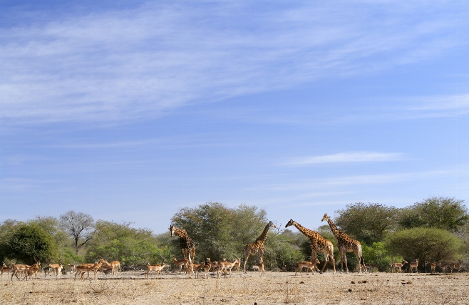 Kruger National Park - giraffe - antilopen