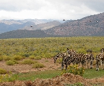 Entabeni Game Reserve - Zebra