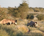 Kalahari 
