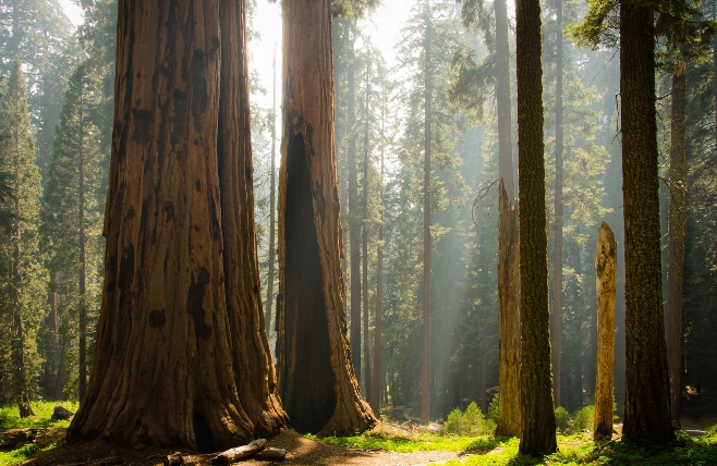 Sequoia NP - Natuur