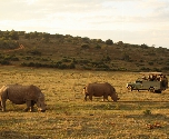 Addo Elephant National Park - Scottia Private Game Reserve - Game Drive - Neushoorns