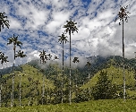 colombia valley cocora
