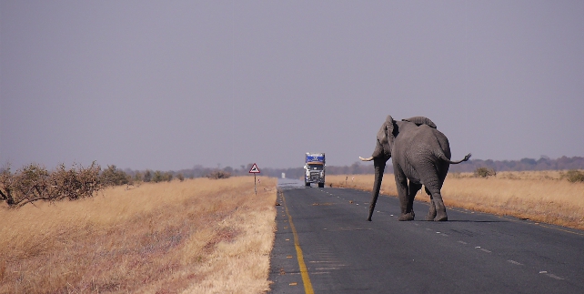 Botswana weg olifant