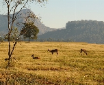 Swaziland - Mlilwane Wildlife Sanctuary - Wildlife - natuurwandeling