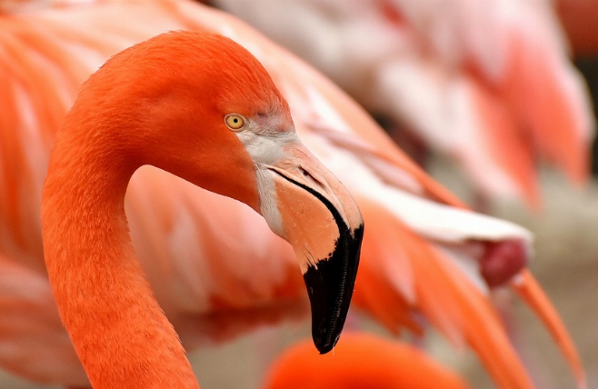 Lake manyara Nationaal park - Flamingo