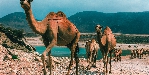 Oman - Camels