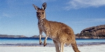 Kangaroo banner