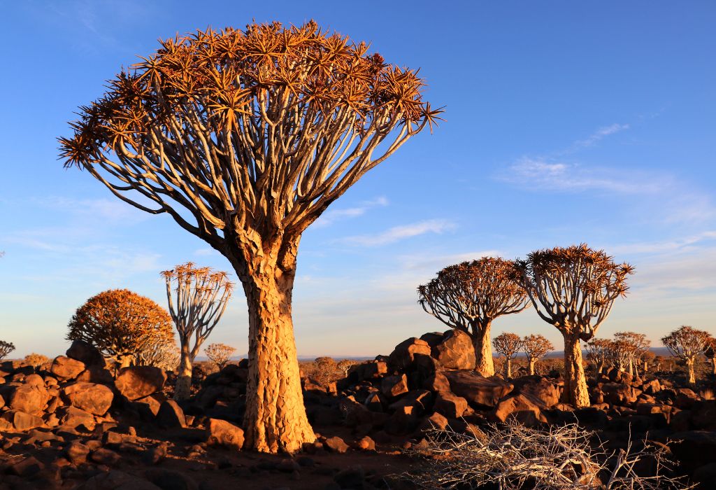 Kokerbomen in het warme licht van de ondergaande zon, tussen rotsformaties in het zuidwesten van Namibië
